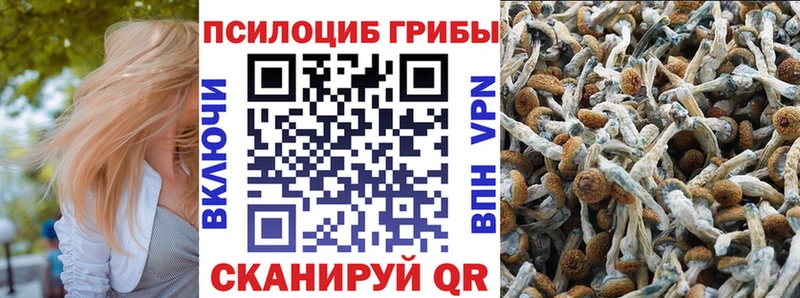 Купить  Белореченск  Псилоцибиновые грибы Psilocybe 